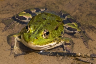 Teichfrosch Unugmax Wikimedia Commons CC0