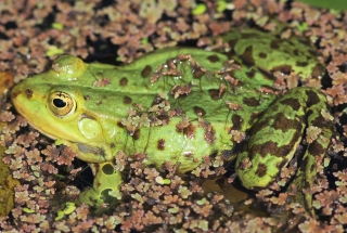 Kleiner wasserfrosch Wikimedia Commons lizenz Frank Vincentz CC-by-SA-3.0