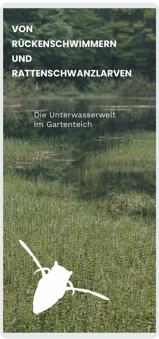 Die Unterwasserwelt im Gartenteich 1