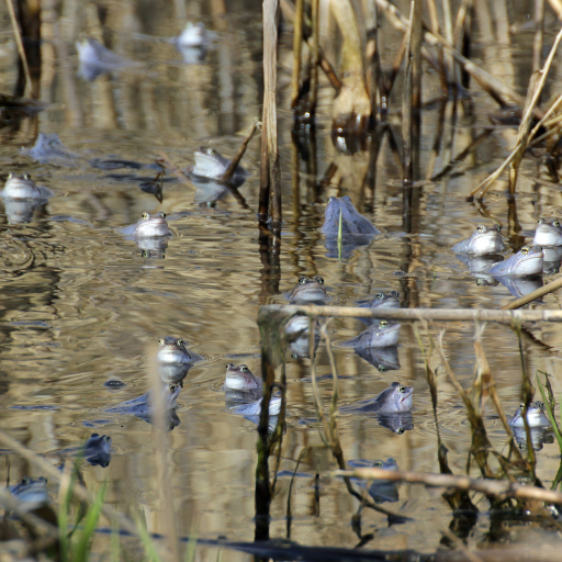 Gruppe von Moorfrosch Männchen Wikimedia Common Lizenz Christian Fischer CC BY-SA 3.0
