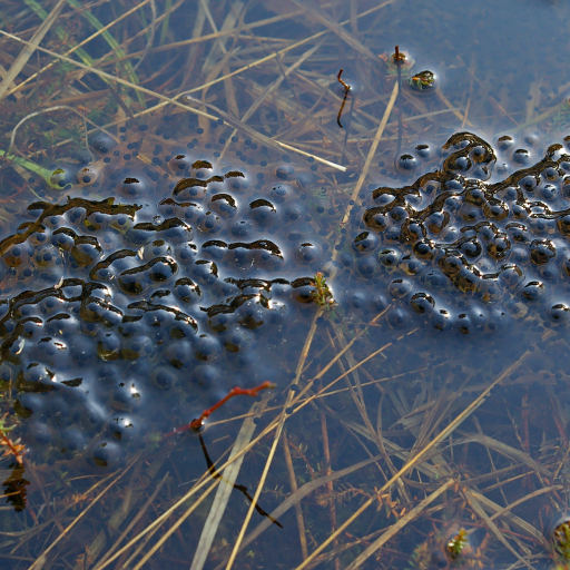 Leichballen des Moorfrosches Wikimedia Common Lizenz Christian Fischer CC-BY SA 3.0