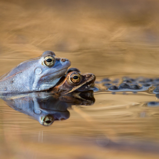 Moorfrösche im Amplexus Wikimedia Common Lizenz Carsten Siegel CC-BY SA 4.0_ergebnis