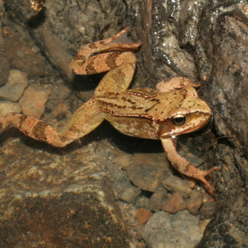Moorfrosch Wikimedia Commons Lizenz Korall CC-BY SA 3.0jpg