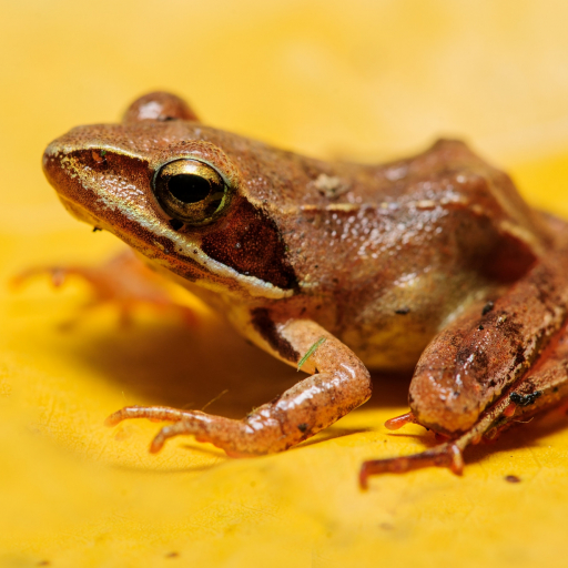 Rdalmatina_NiklasBanowski_NIK0366_dec