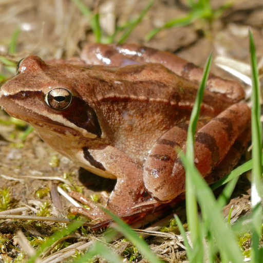 Springfrosch Wikimedia Commons Lizenz Bernhard DUPONT CC-BY SA 2.0