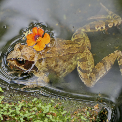 Grasfrosch Wikimedia Commons Lizenz 5snake5 CC0_ergebnis