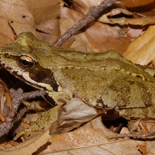 Gut getarnter Grasfrosch Wikimedia Commons Lizenz Andreas Eichler CC-BY SA 4.0_ergebnis