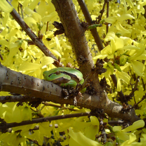 Europäischer Laubfrosch auf Sitzwarte Wikimedia Commons Lizenz Petér CC BY-SA 3.0