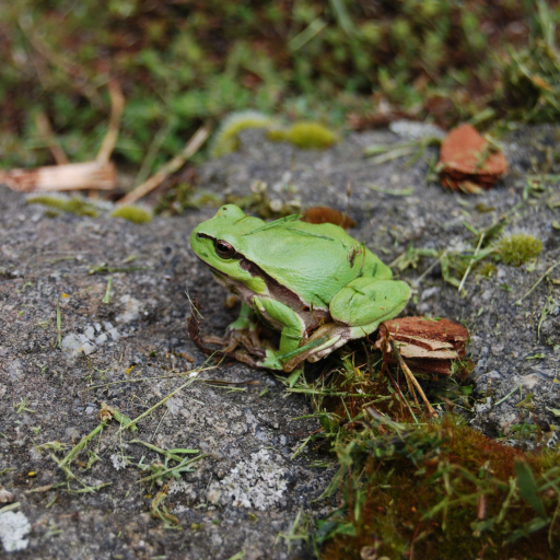 Europäischer Laubfrosch Wikimedia Commons Lizenz Richenza C-BY SA 3.0