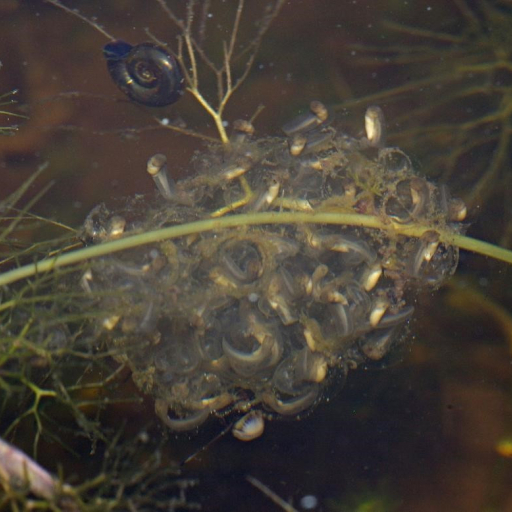 Laichklumpen des Europäischen Laubfrosches Wikimedia Commons Lizenz Christian Fischer CC BY_SA 3.0