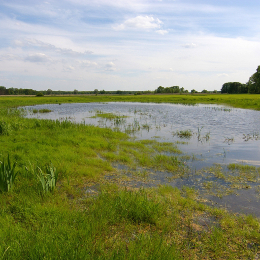 Typischer Lebensraum einen Europäischen Laubfrosches Wikimedia Commons Lizenz Christian Fischer CC BY-SA 3.0