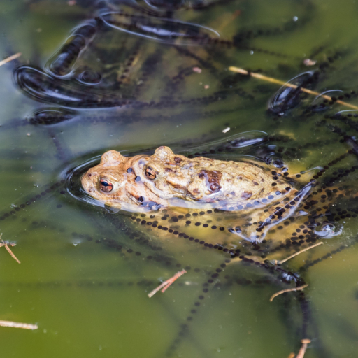 Erdkröten im Amplexus umgeben von Laichschnüren Wikimedia Commons Lizenz Diego Delso CC-BY SA 4.0