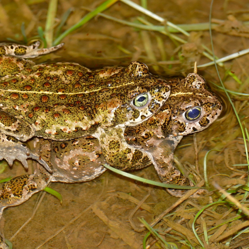 Amplexus der Kreuzkröte Wikimedia Commons Lizenz  Bernard DUPONT CC BY-SA 2.0