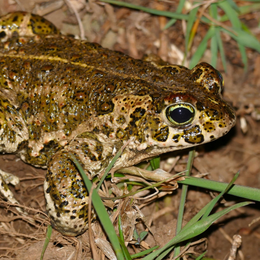 Natterjack Toad_Kreuzkröte_Bernhard DUPONT_flickr.com CC-BY SA 2.0_ergebnis