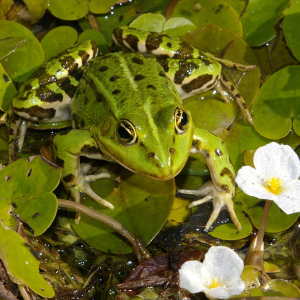 PelophylaxEsculentusOnHydrocharisChristian FischerCC-BY-SA-3.0